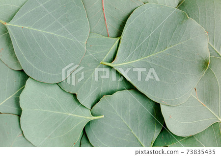 Background, Texture made of green eucalyptus leaves. Flat lay, top view Background, Texture made of green eucalyptus leaves. Flat lay, top view 73835435