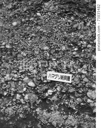 日本最大的貝殼s 73835482