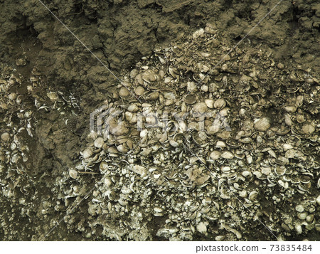 Japan's largest Kasori shell mound Japan's largest Kasori shell mound 73835484