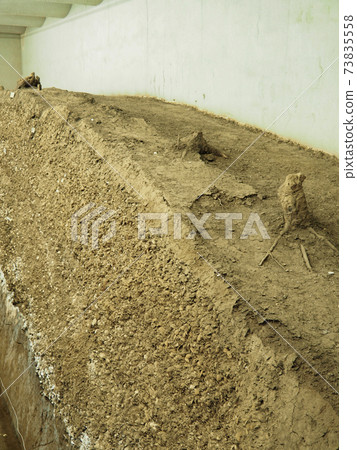 Japan's largest Kasori shell mound 73835558