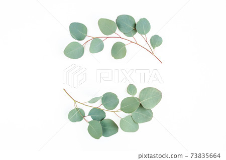 Wreath frame made of branches eucalyptus and leaves isolated on white background. lay flat, top view Wreath frame made of branches eucalyptus and leaves isolated on white background. lay flat, top view 73835664
