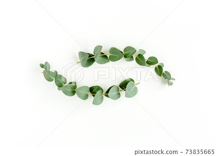Green leaves eucalyptus isolated on white background. Green leaves eucalyptus isolated on white background. 73835665