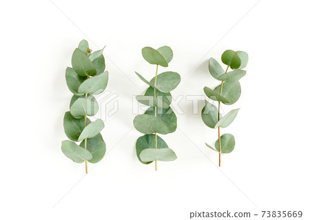 Green leaves eucalyptus isolated on white background. Green leaves eucalyptus isolated on white background. 73835669