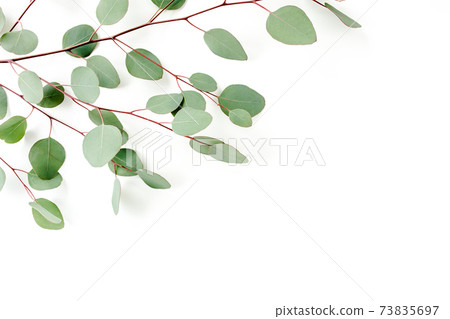 Green leaves eucalyptus isolated on white background. 73835697
