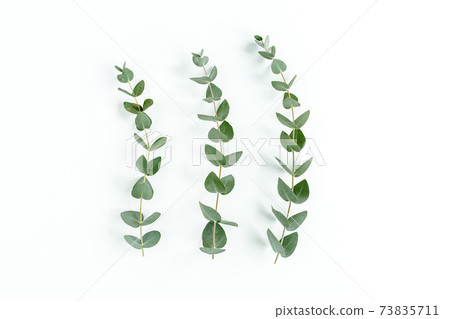 Green leaves eucalyptus isolated on white background. Green leaves eucalyptus isolated on white background. 73835711