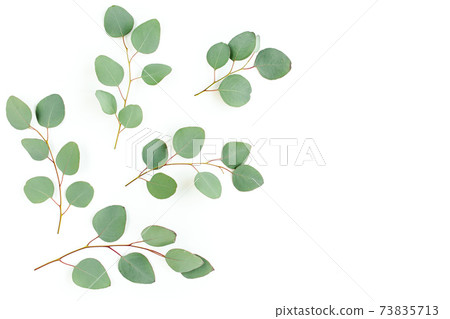 Green leaves eucalyptus isolated on white background. 73835713