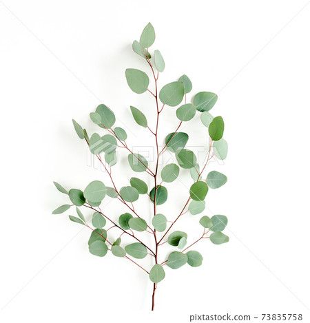 Green leaves eucalyptus isolated on white background. 73835758
