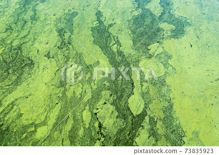 green color background with cyanobacteria on water 73835923