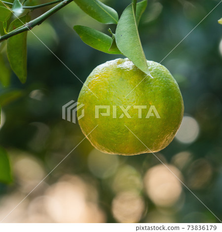 橘子 果園 橘子樹 自然 Tangerine tree orange garden 蜜柑 みかん 橘子 果園 橘子樹 自然 Tangerine tree orange garden 蜜柑 みかん 73836179