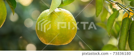 橘子 果園 橘子樹 自然 Tangerine tree orange garden 蜜柑 みかん 橘子 果園 橘子樹 自然 Tangerine tree orange garden 蜜柑 みかん 73836180