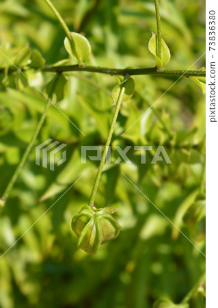 Henrys lily Henrys lily 73836380