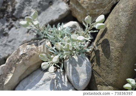 Velebit degenia Velebit degenia 73836397