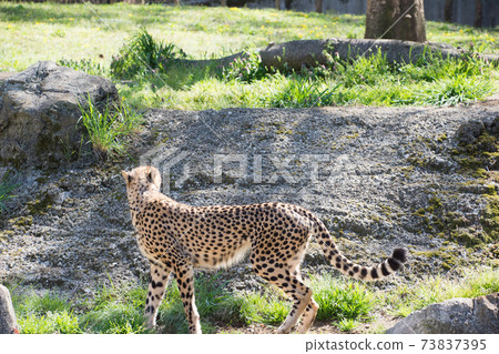  Cheetah 73837395