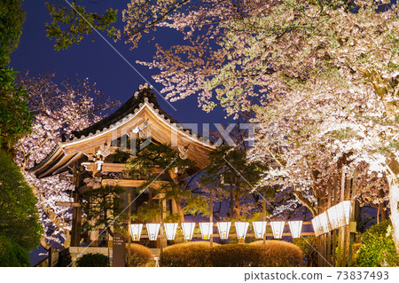 Temple and night cherry blossoms 73837493