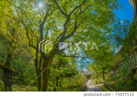 Fresh green of Engakuji Temple in Kamakura 73837510