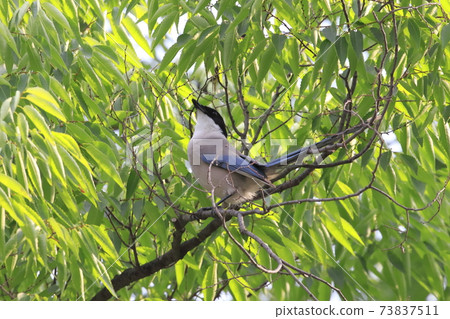 Azure-winged magpie that collects branches for nesting 73837511