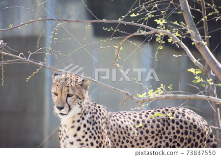 Cheetah Cheetah 73837550