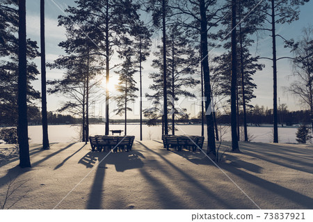Pine forest by the lake on a sunny winter day Pine forest by the lake on a sunny winter day 73837921