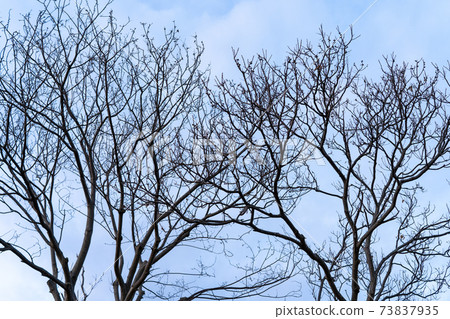 在冬天的黎明在公園裡的樹木 73837935