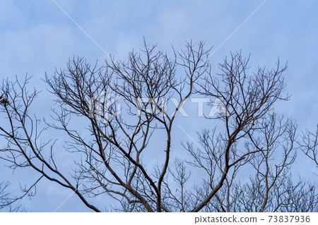 在冬天的黎明在公園裡的樹木 在冬天的黎明在公園裡的樹木 73837936