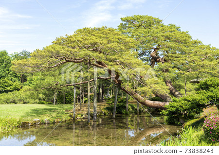 Kanazawa trip in early summer, Kenrokuen Karasaki pine Kanazawa trip in early summer, Kenrokuen Karasaki pine 73838243