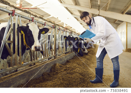 Livestock veterinarian with clipboard checking on cows in barn stables on dairy farm 73838491