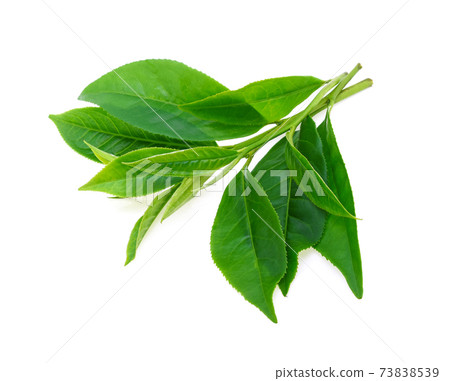 Green tea leaf isolated on white background Green tea leaf isolated on white background 73838539