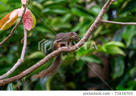 [松鼠]新加坡香蕉松鼠在一棵樹上 73838703
