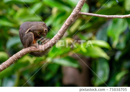 [松鼠]新加坡香蕉松鼠在一棵樹上 73838705