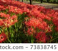 Cluster amaryllis 73838745
