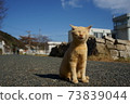 在Aoshima的貓 73839044