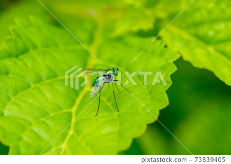 [Flies] Long-legged flies that stay on the leaves 73839405