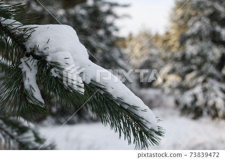 Close up snow on fir tree branch 73839472
