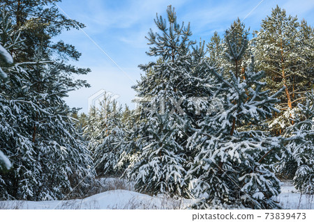 Fir pine snowy trees at winter forest 73839473