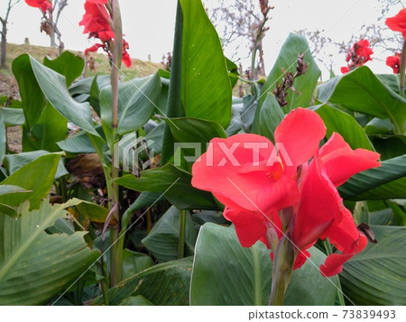 Canna flower Canna flower 73839493