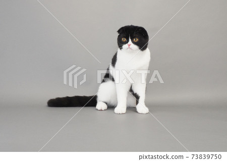 Sit Scottish Fold 73839750