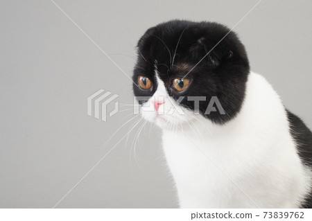 蘇格蘭折耳貓的半身像 73839762