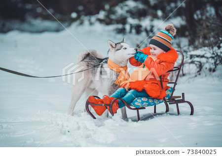 A girl on a sleigh plays with her pet husky, winter games with a dog, winter joys. A girl on a sleigh plays with her pet husky, winter games with a dog, winter joys. 73840025