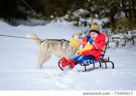 A girl on a sleigh plays with her pet husky, winter games with a dog, winter joys. A girl on a sleigh plays with her pet husky, winter games with a dog, winter joys. 73840027