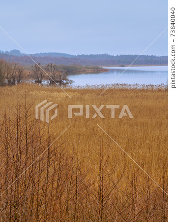 A view of a marsh filled of reeds by a lake. Picture from Lund, Sweden A view of a marsh filled of reeds by a lake. Picture from Lund, Sweden 73840040