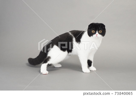 看著相機的蘇格蘭折耳貓 73840065