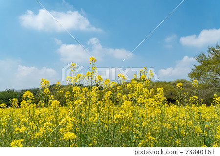 Rape blossoms 73840161