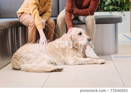 Owner petting his dog 73840892