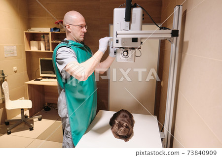 Medical exam of the cat Medical exam of the cat 73840909
