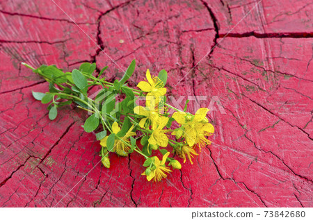 Common St. Johnswort flower ( tutsan ) on red wooden background 73842680
