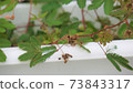 Mimosa pudica seeds 73843317
