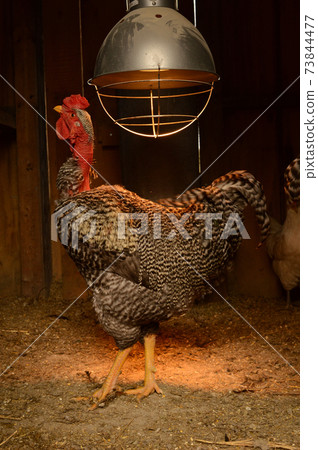 Inside the Chicken Coop 73844477