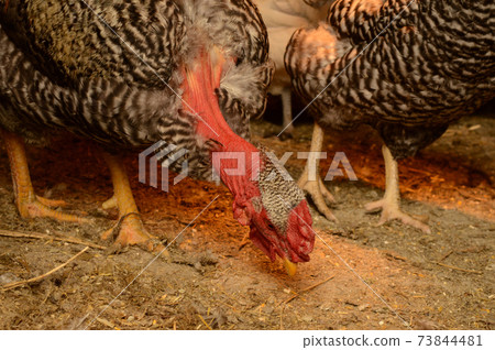Chicken Coop Closeups 73844481