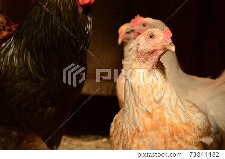 Inside the Chicken Coop Inside the Chicken Coop 73844482