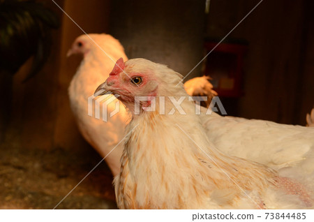 Inside the Chicken Coop Inside the Chicken Coop 73844485